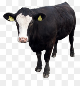Png - Holstein Cow, Transparent background PNG HD thumbnail