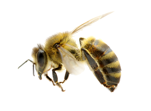 Honey Bee Png Hd - Bee.png (500×369)   Bee Png, Transparent background PNG HD thumbnail