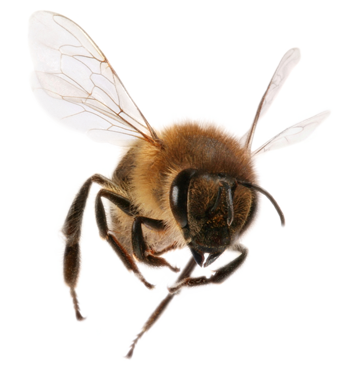 Honey Bee Png Hd - Bee Png Image, Transparent background PNG HD thumbnail