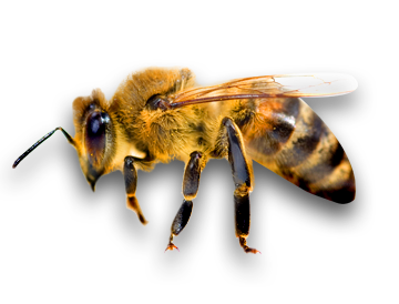 Honey Bee Png Hd - Bee Png Image, Transparent background PNG HD thumbnail
