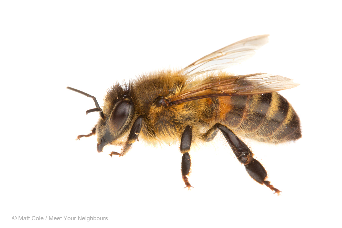 Honey Bee - Honey Bee, Transparent background PNG HD thumbnail