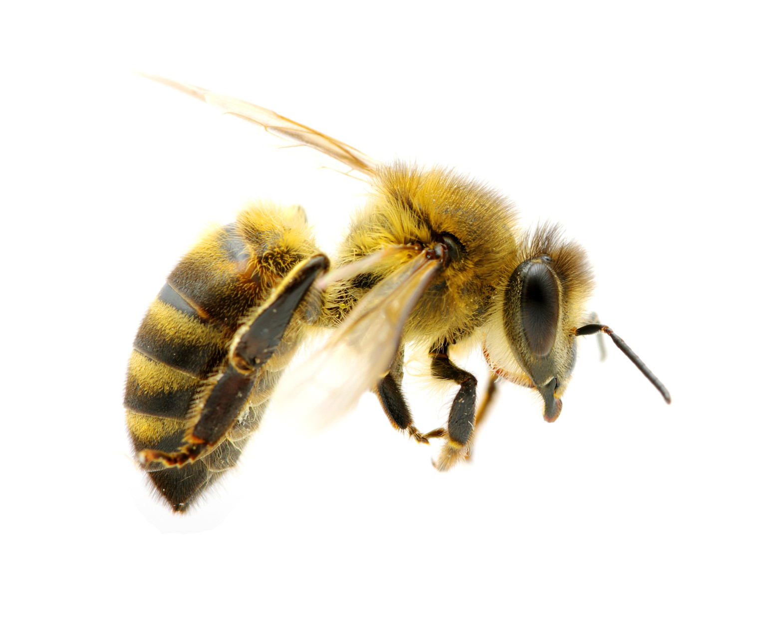 Honey Bee Png Hd - The Bees Have A Solution   Natural Healing, Transparent background PNG HD thumbnail