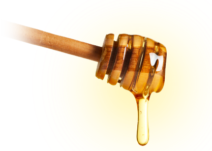HD sunflower honey PNG materi