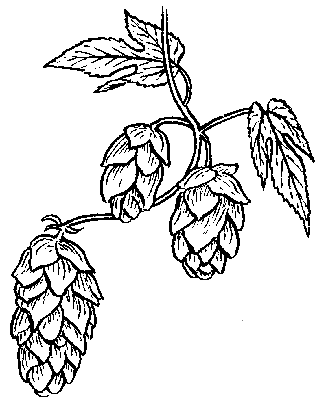 File:hops (Psf).png - Hop Black And White, Transparent background PNG HD thumbnail