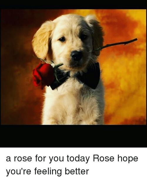 Memes, ????, And Feel Better: A Rose For You Today Rose Hope You - Hope You Are Feeling Better, Transparent background PNG HD thumbnail