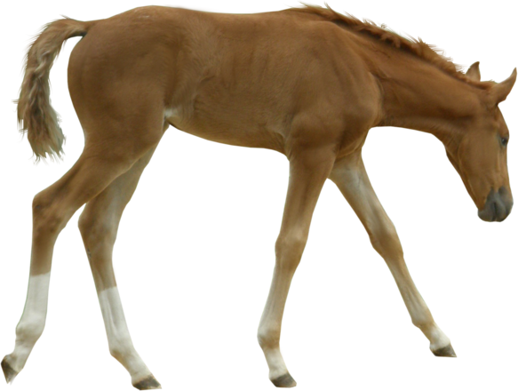 British Horse Breeding Network Foal - Horse And Foal, Transparent background PNG HD thumbnail