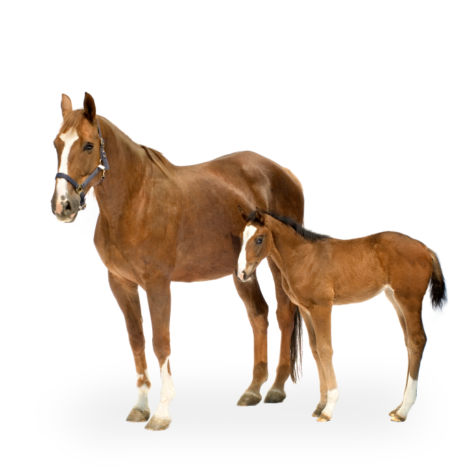 Cocker1.png - Horse And Foal, Transparent background PNG HD thumbnail