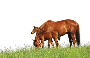 Horse And Foal Png - Foal, Transparent background PNG HD thumbnail
