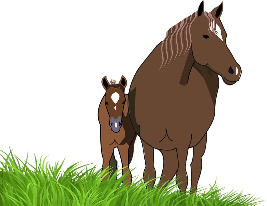 Foal Mare Horse Animal - Horse And Foal, Transparent background PNG HD thumbnail