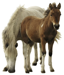 Horse And Foal Png - Horse And Foal, Transparent background PNG HD thumbnail