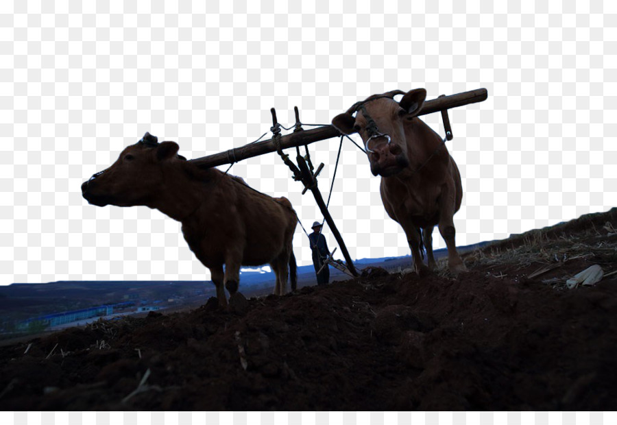 Cattle Plough Silhouette   Plowing Silhouette - Horse And Plow, Transparent background PNG HD thumbnail