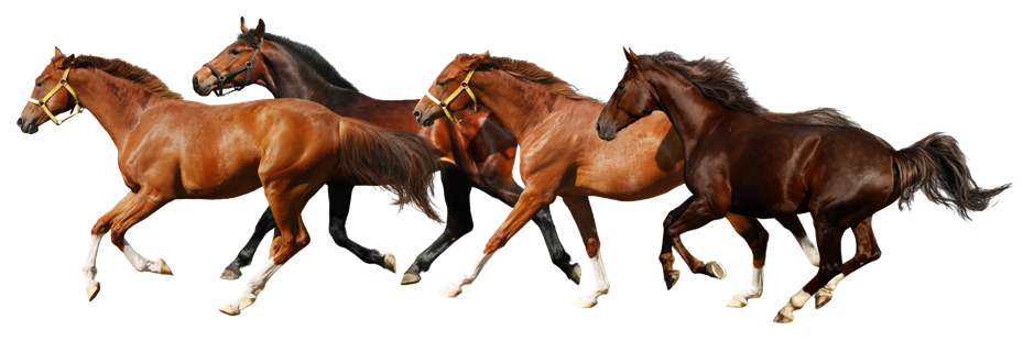 Download Png Image   Horse Png 9 - Horse, Transparent background PNG HD thumbnail