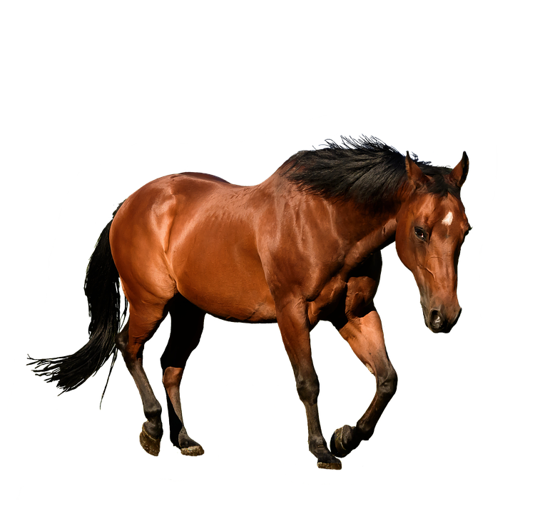 Horse, Cutout, Isolation, Bay, Animal, Equestrian - Horse, Transparent background PNG HD thumbnail