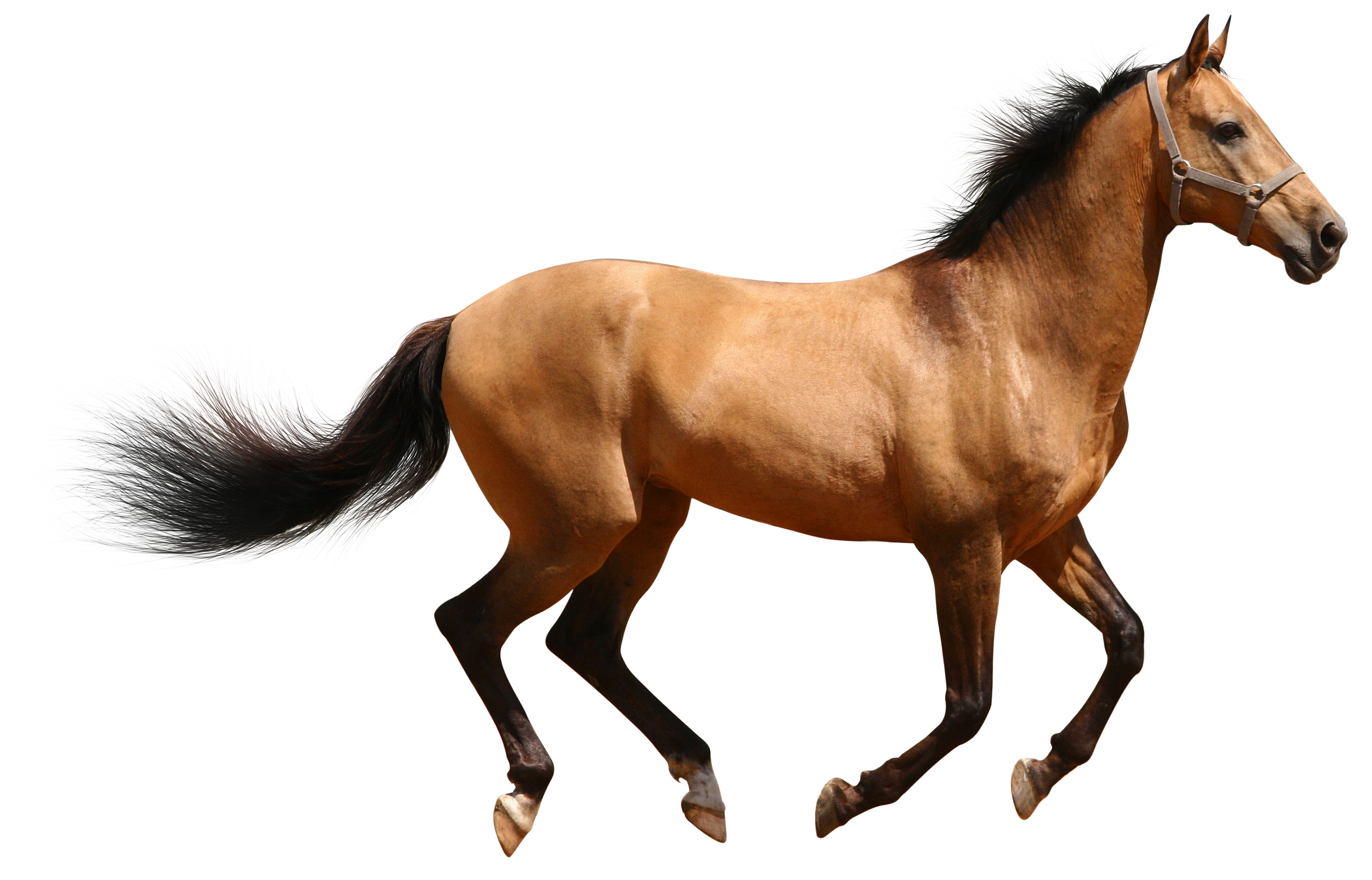 Horse Png Image #22544   Horse Png - Horse, Transparent background PNG HD thumbnail