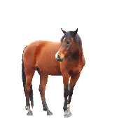 Horse Png Image Png Image - Horse, Transparent background PNG HD thumbnail