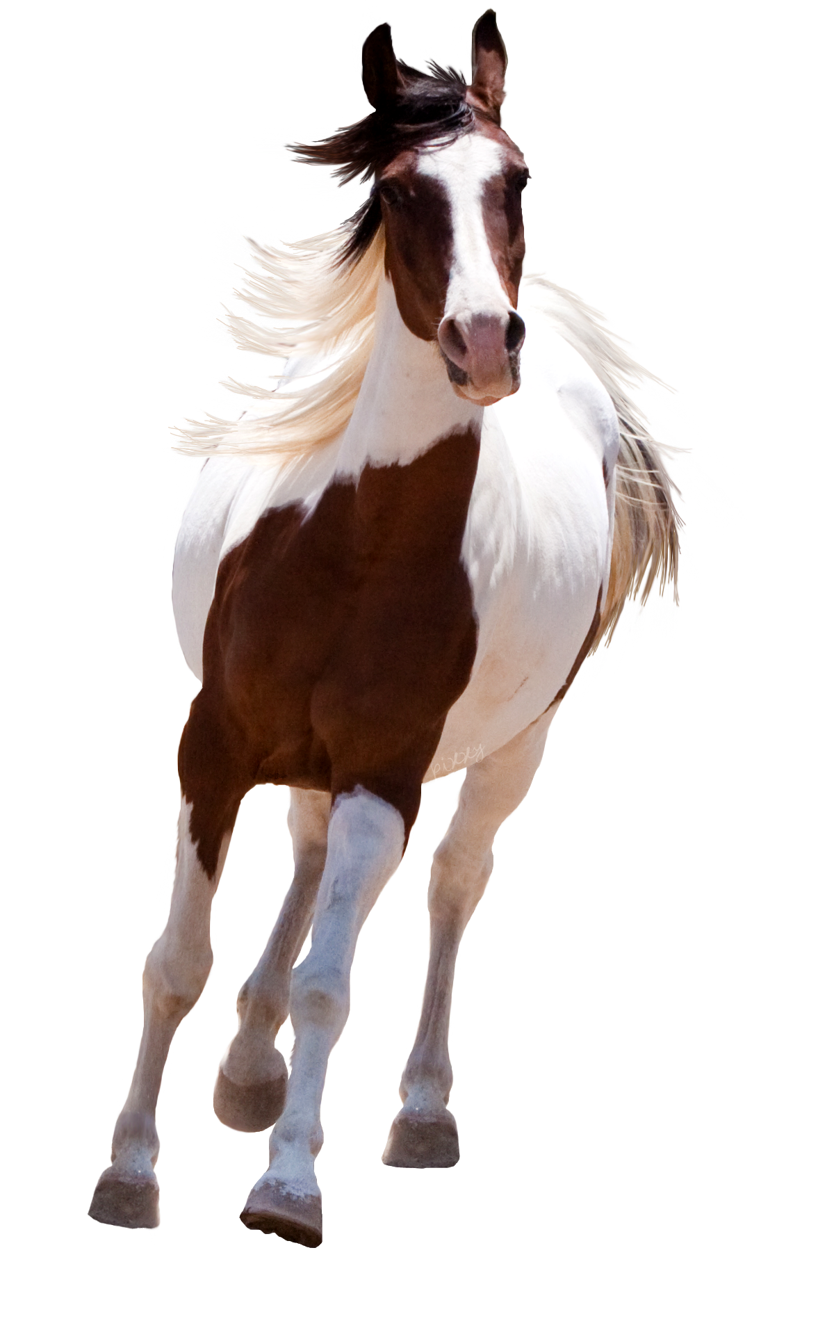 Running Horse Png - Horse, Transparent background PNG HD thumbnail