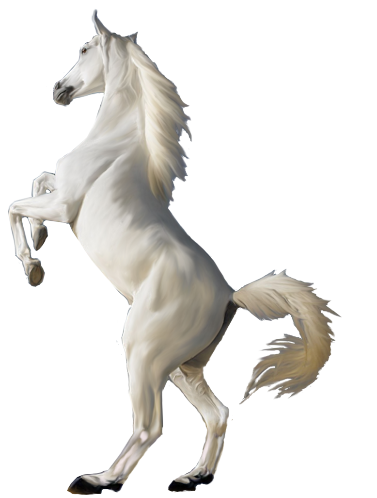 White Horse Png Image - Horse, Transparent background PNG HD thumbnail