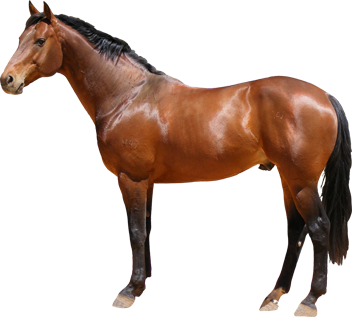 Horse Transparent PNG Image