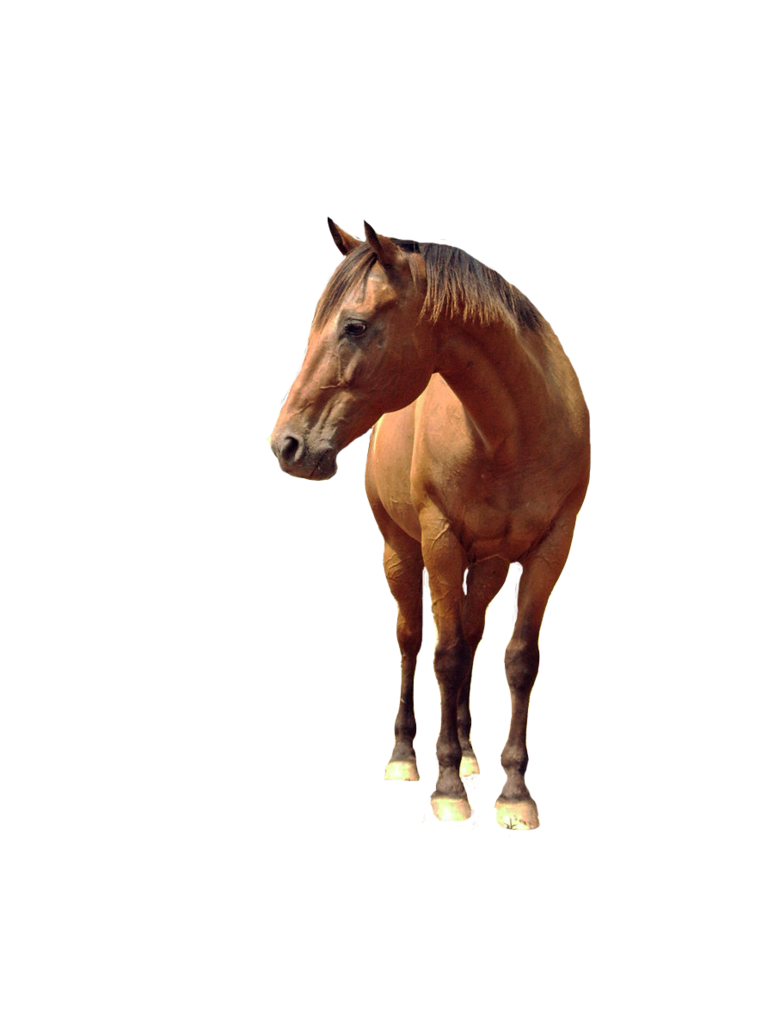 Clipart Brown Horse Png Image