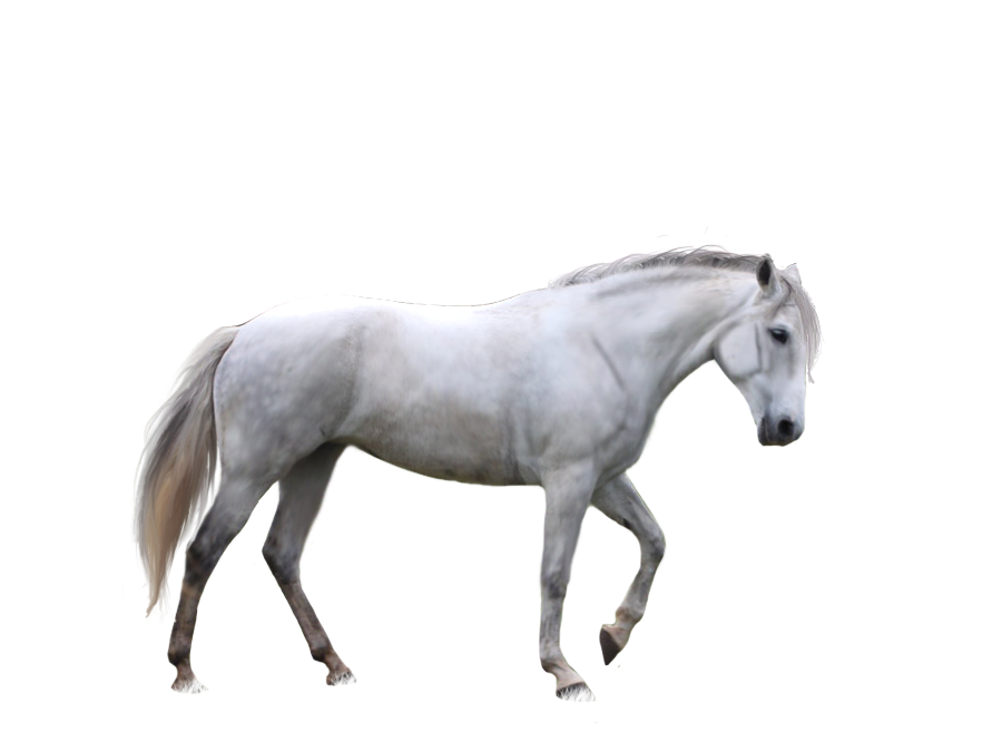 Horse Png image #22548