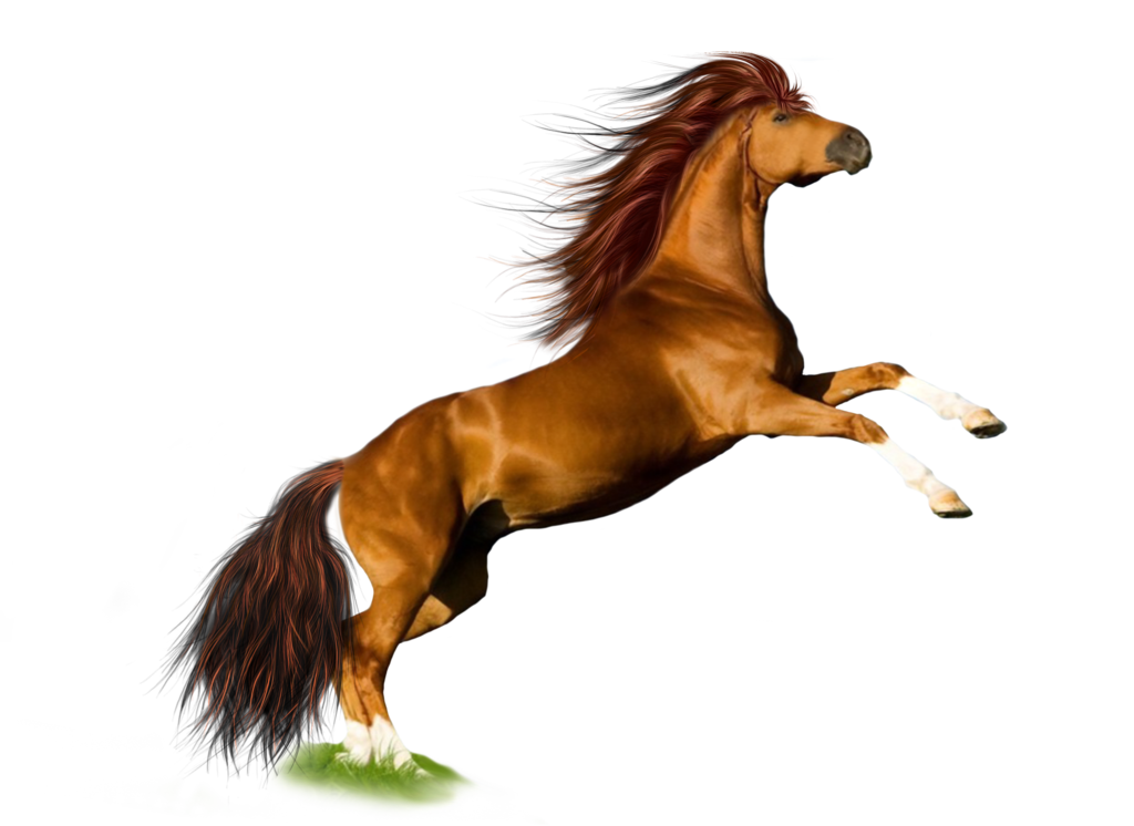 Horse Png image #22544