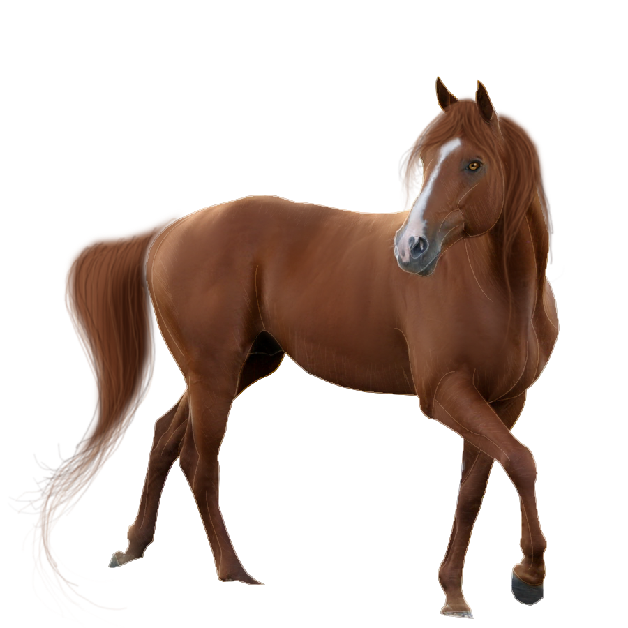 Clipart Brown Horse Png Image
