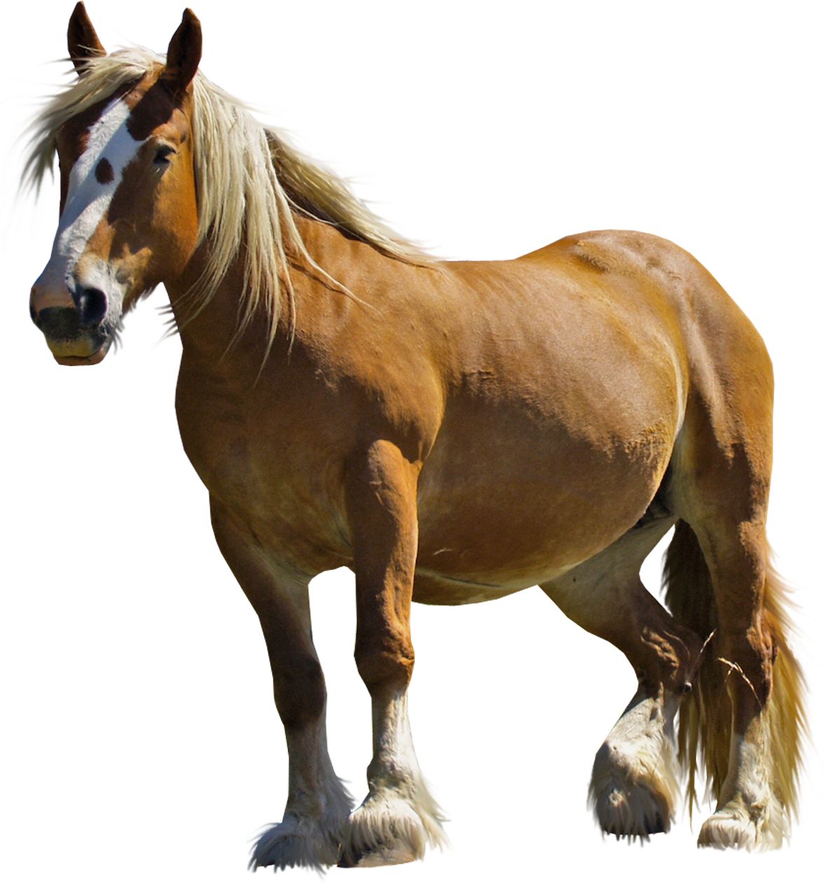 Horse Png Image - Horse, Transparent background PNG HD thumbnail