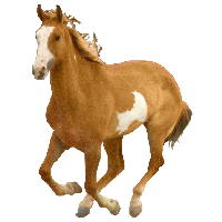Horse Png Image Png Image - Horse, Transparent background PNG HD thumbnail