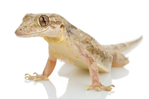 House Lizard Png - Common House Gecko (Hemidactylus Frenatus) From Mozambique, Transparent background PNG HD thumbnail