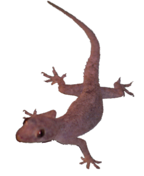 House Lizard Png - Gecko   House Gecko, Transparent background PNG HD thumbnail