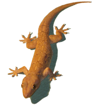 House Lizard Png - Gecko   House Gecko, Transparent background PNG HD thumbnail