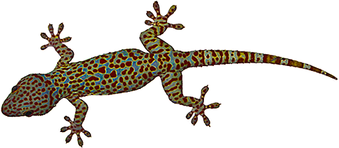 House Lizard Png - Tokay Gecko, Transparent background PNG HD thumbnail