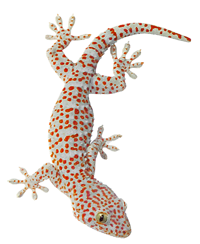 Up To The Top! - House Lizard, Transparent background PNG HD thumbnail