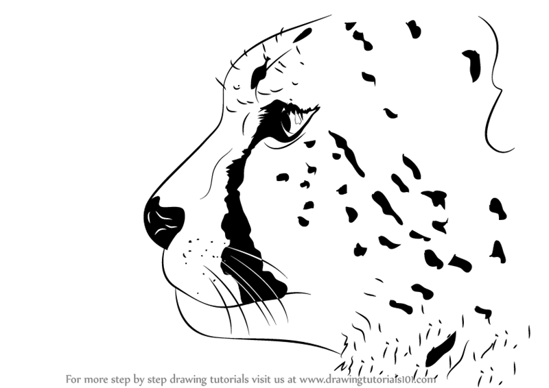 Learn How To Draw A Cheetahu0027S Head (Big Cats) Step By Step : Drawing Tutorials - How To Draw, Transparent background PNG HD thumbnail