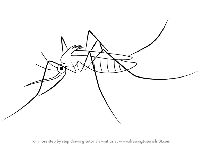 Learn How To Draw A Mosquito (Insects) Step By Step : Drawing Tutorials - How To Draw, Transparent background PNG HD thumbnail