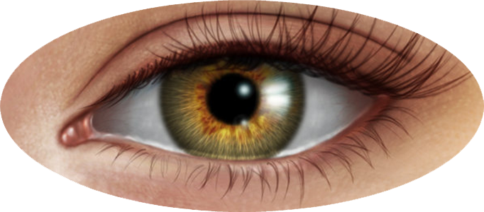 Human Eye Png Image - Eye, Transparent background PNG HD thumbnail