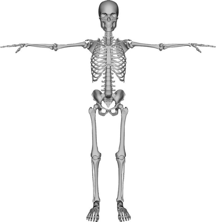Bones, Dead, Figure, Halloween, Human - Human Figure, Transparent background PNG HD thumbnail