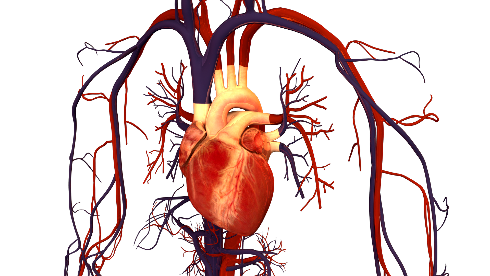 File:human Heart And Circulatory System.png   Wikimedia Commons - Human Figure, Transparent background PNG HD thumbnail