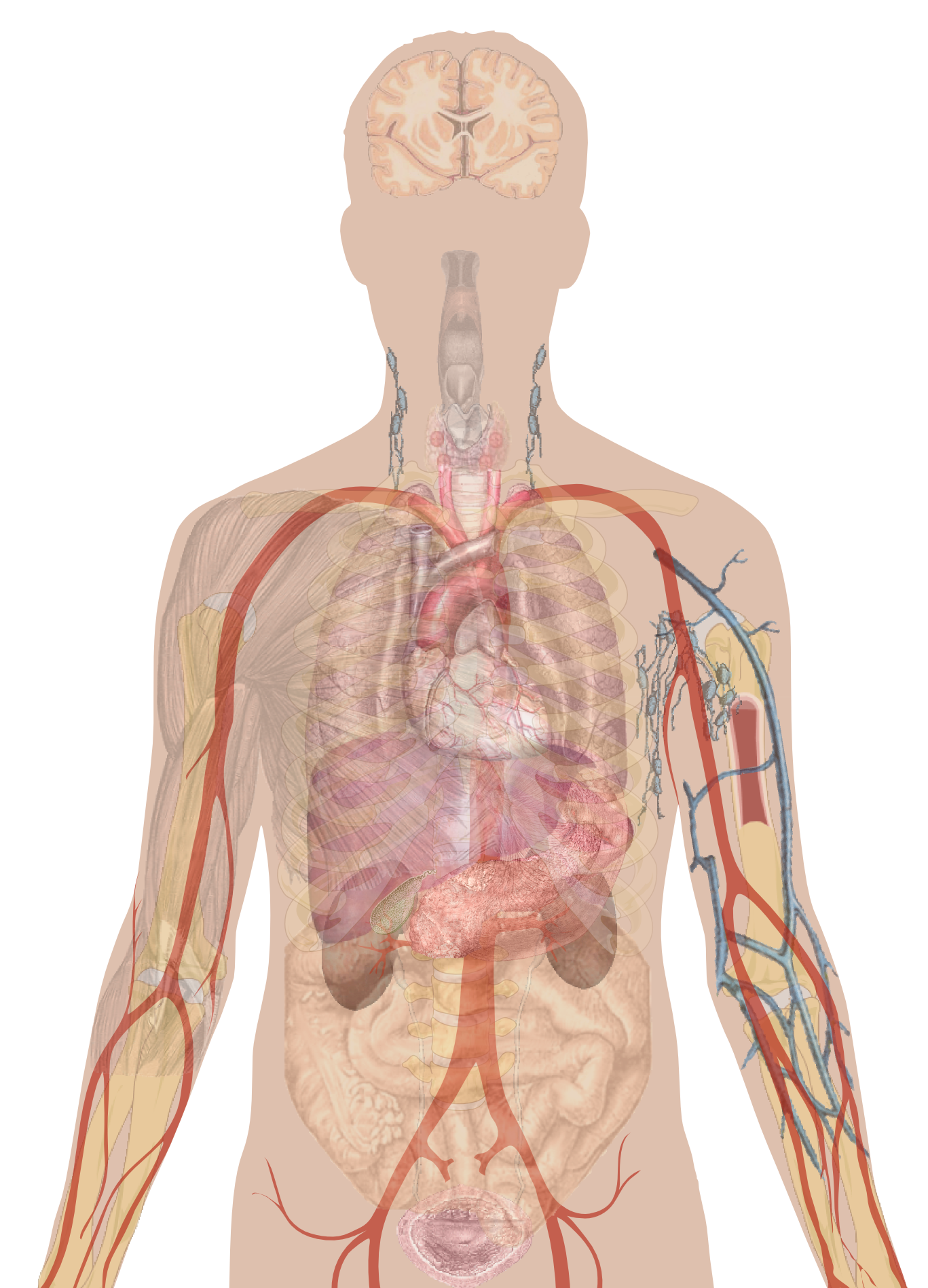 Man Shadow With Organs.png - Human Figure, Transparent background PNG HD thumbnail