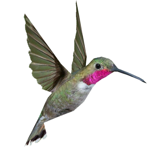 Broad Tailed Hummingbird (Whalebite).png - Hummingbird, Transparent background PNG HD thumbnail