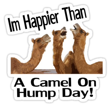 Picture - Hump Day, Transparent background PNG HD thumbnail