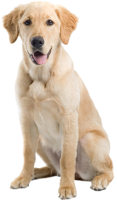 Dog Png Image - Hunting Dog, Transparent background PNG HD thumbnail