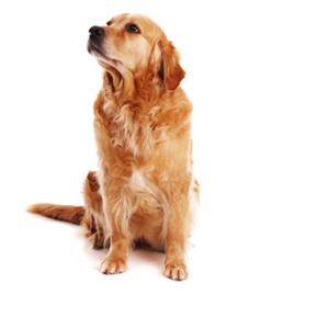Dog Png Image - Hunting Dog, Transparent background PNG HD thumbnail