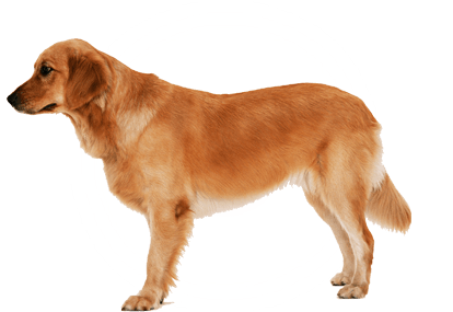 Dog Png Image Png Image - Hunting Dog, Transparent background PNG HD thumbnail