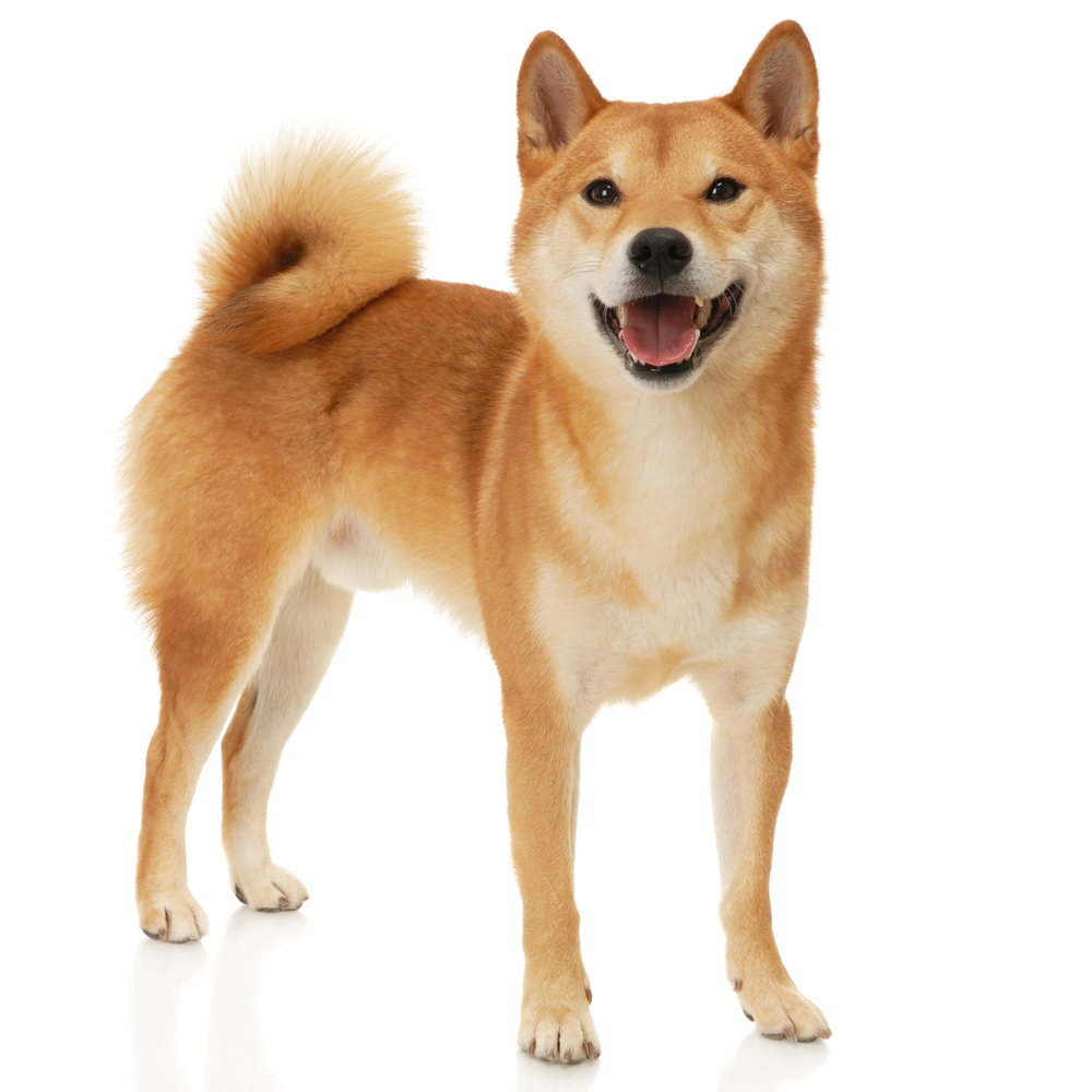 Pedigree - Hunting Dog, Transparent background PNG HD thumbnail