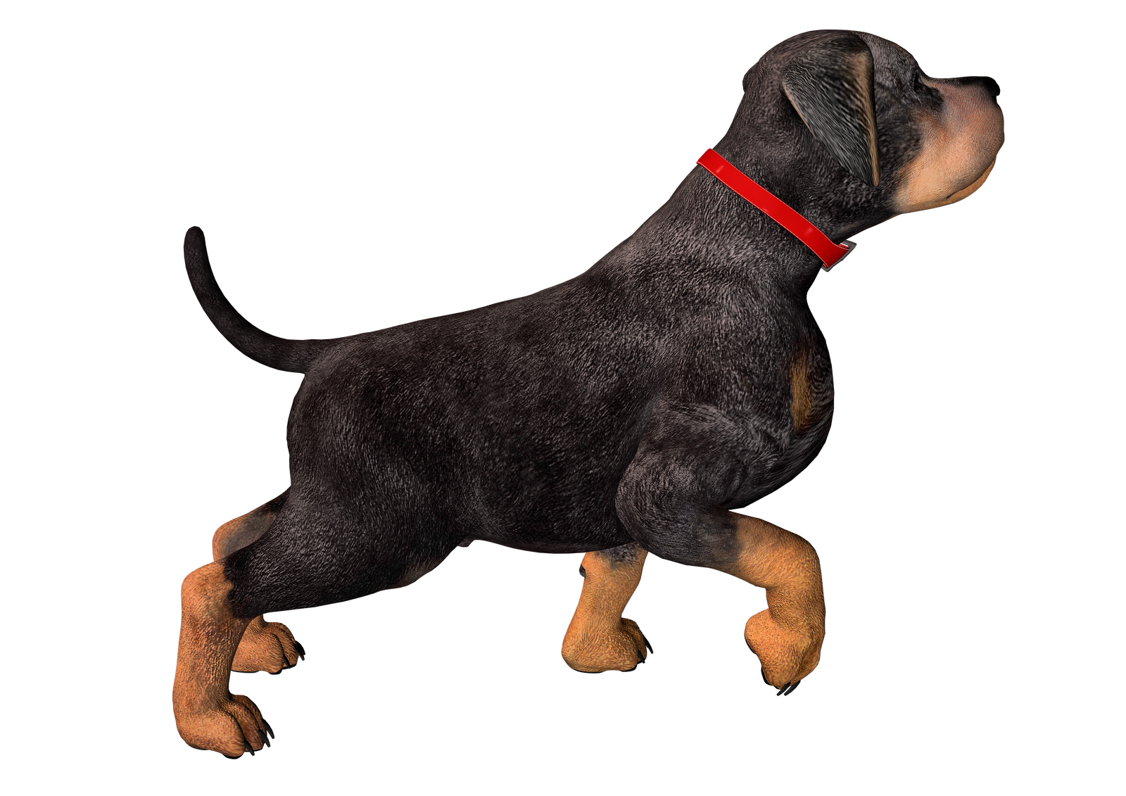 Rottweiler Puppy Clip Art   Free High Resolution Clipart 1600*1131 Transprent Png Free Download   Rottweiler, Carnivoran, Polish Hunting Dog. - Hunting Dog, Transparent background PNG HD thumbnail