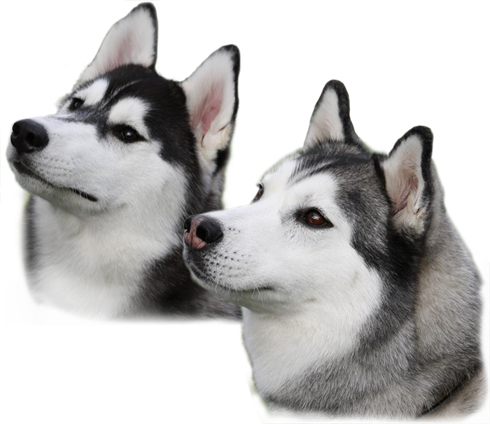 Siberian Husky Puppy PNG File