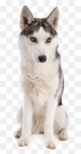 Siberian Dog, Sled Dog, Huskies, Cold Resistant Png Image - Husky Dog, Transparent background PNG HD thumbnail