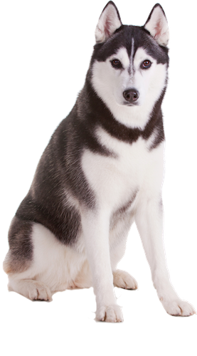 Why choose a Siberian Husky to be the star of your ecard? - Siberian Husky, Husky Dog PNG HD - Free PNG