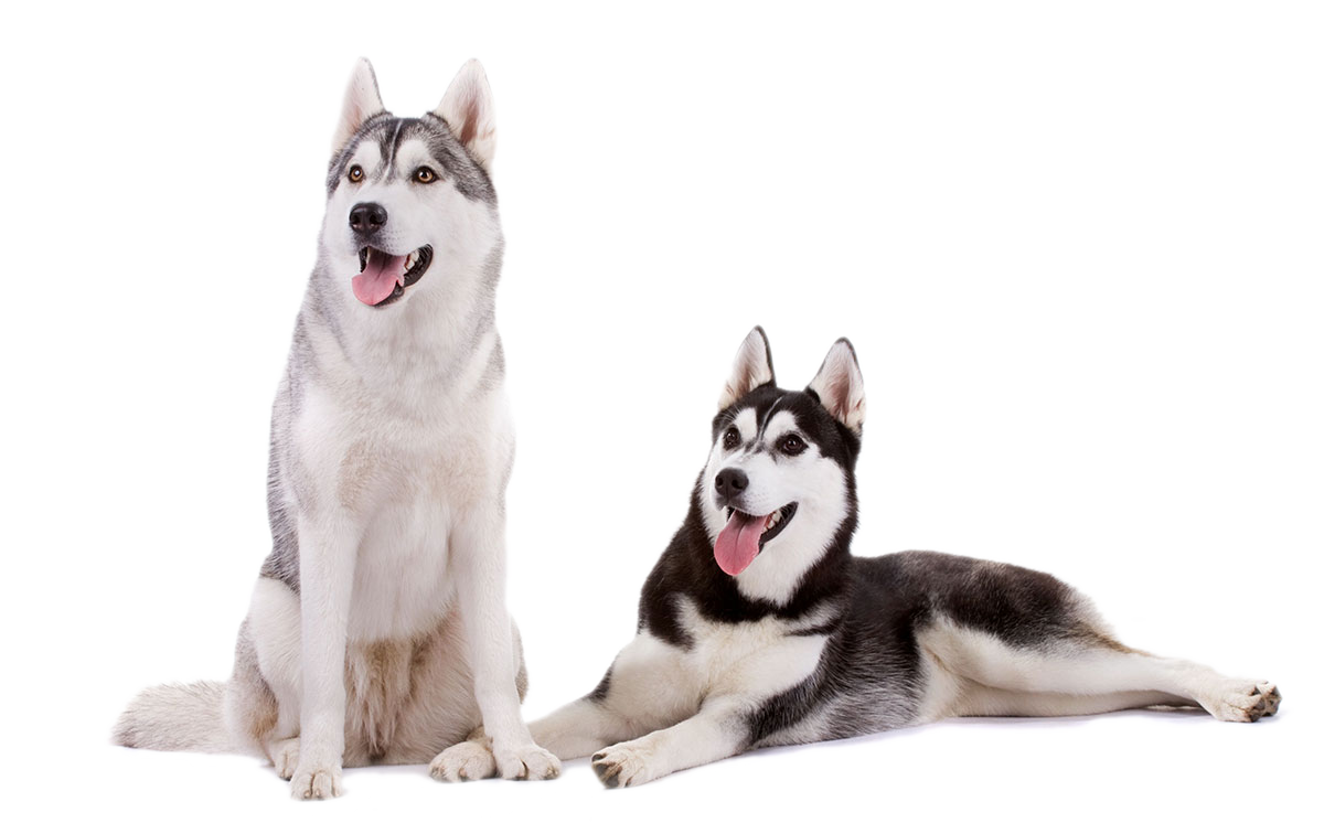 Learn More About Their Appearance - Husky, Transparent background PNG HD thumbnail